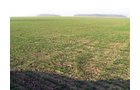 Property photo 14 - 60 Acres Offered in 2 Tracts